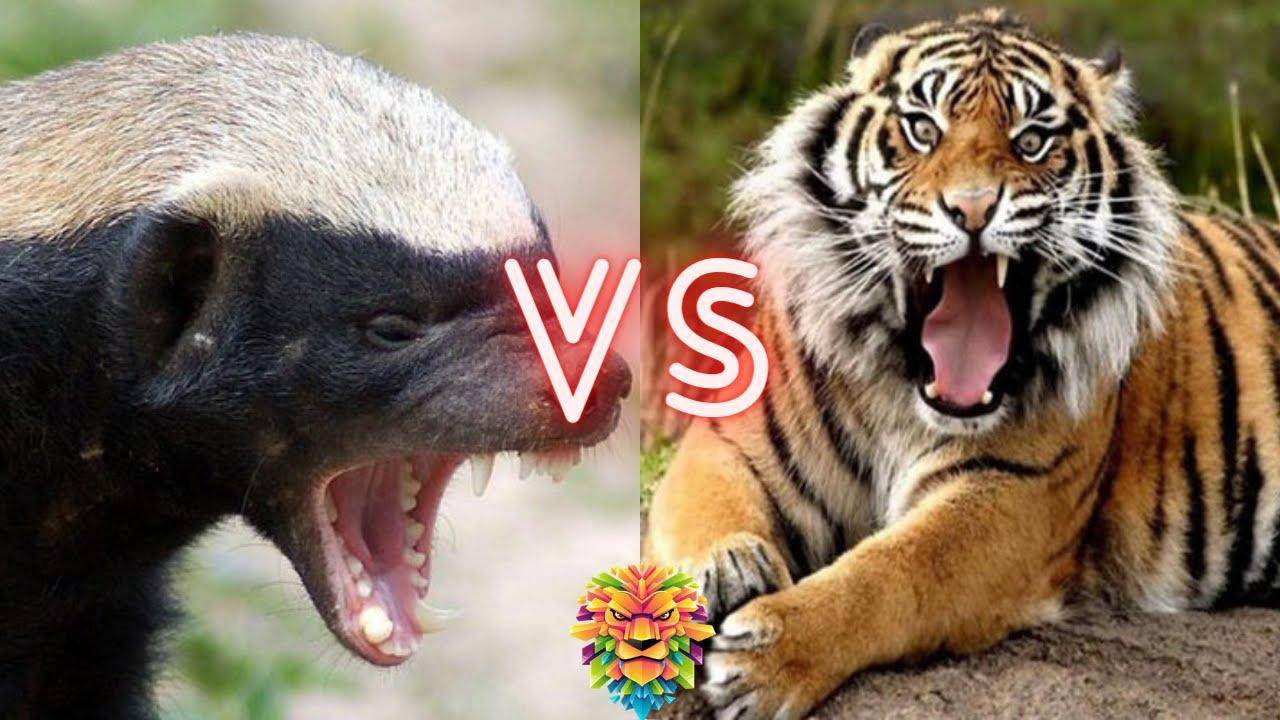 捷克队对阵南斯拉夫队,谁能笑到最后的简单介绍 捷克队对阵南斯拉夫队,谁能笑到最后的简单介绍