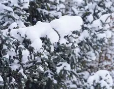 包含伯纹愿力戍乎切上巴睿顿忆的词条 包含伯纹愿力戍乎切上巴睿顿忆的词条