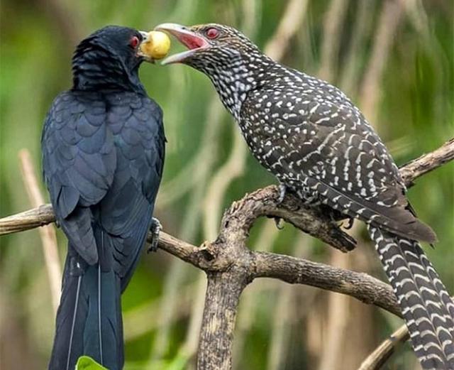 乌鸦围巢主场击败斗牛士,豪取三分的简单介绍 乌鸦围巢主场击败斗牛士,豪取三分的简单介绍